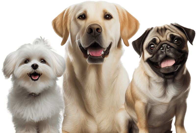 Home Top Dog Mobile Grooming Pet Services